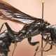 Illustration for article titled Meet Indonesias H.R. Giger-like warrior wasp